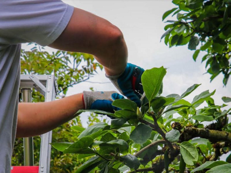 Arborist pruning a tree