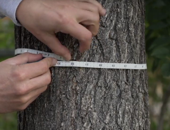 Man measuring tree trunk circumference at breast height with a tape measure.