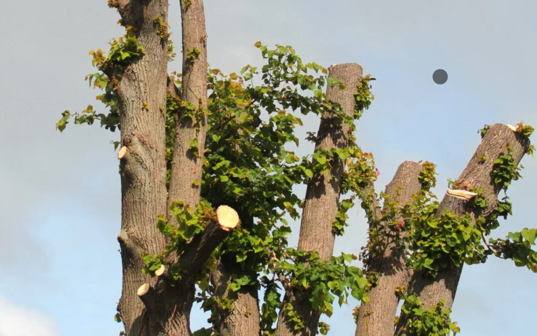 Tree with severe topping, showing weak regrowth and exposed branch cuts, leading to structural instability and poor health.