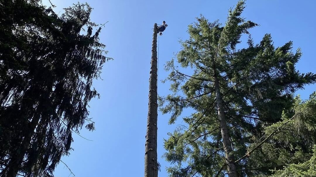 What to Expect During a Professional Tree Removal
